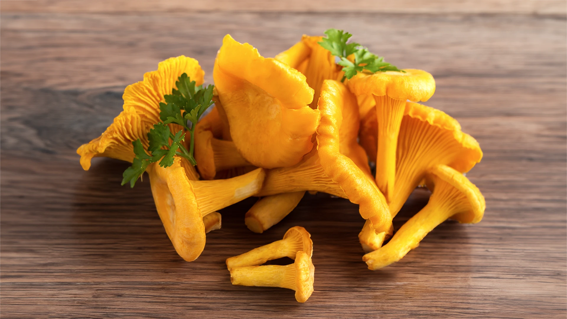 Chanterelle mushrooms: A prebiotic packed with vitamin D and fiber